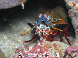 mantis shrimp up close and personal. the colors on its fr... by Martin Delgra Iii 
